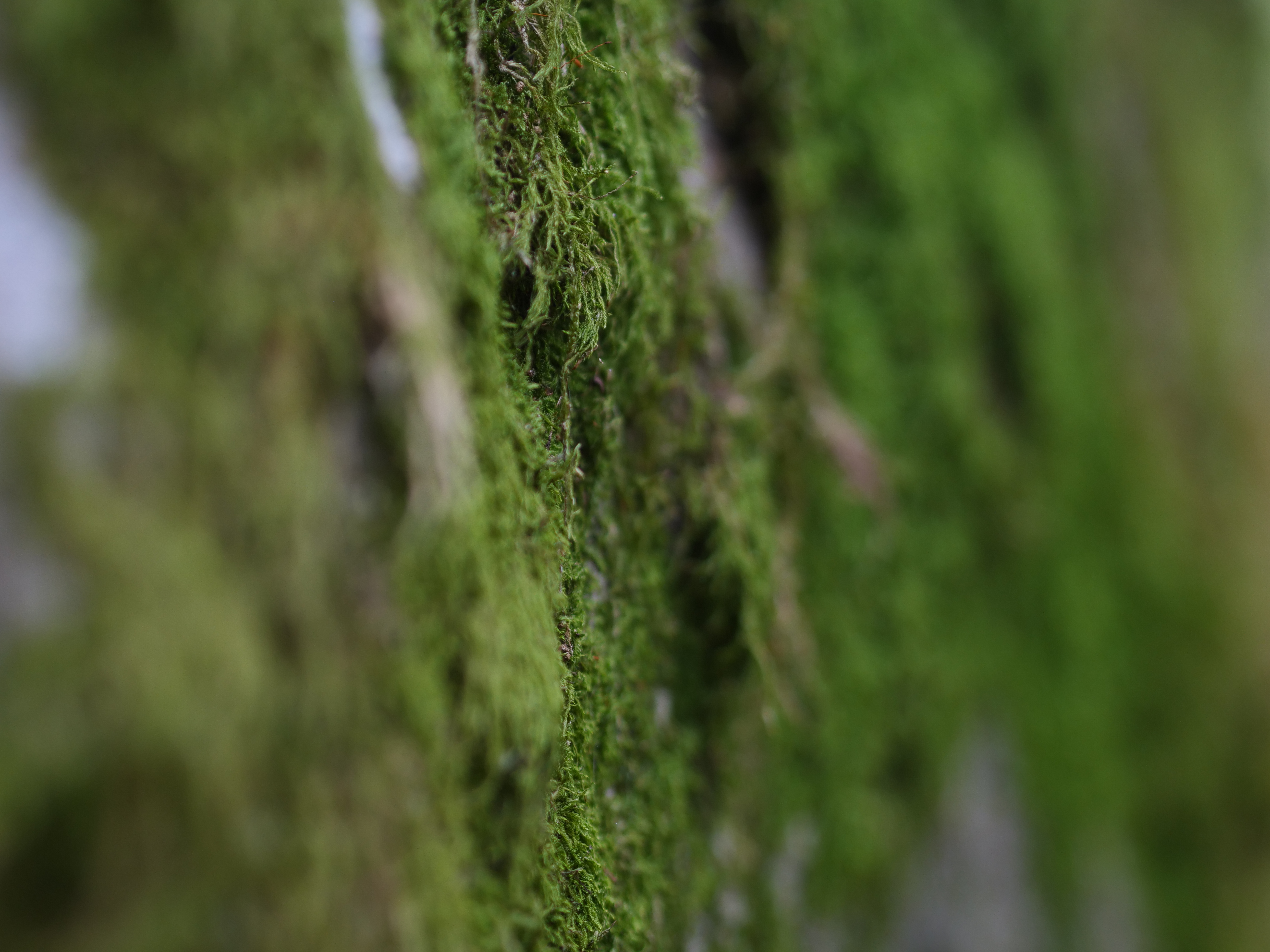 Green_Moss_Closeup_Detail