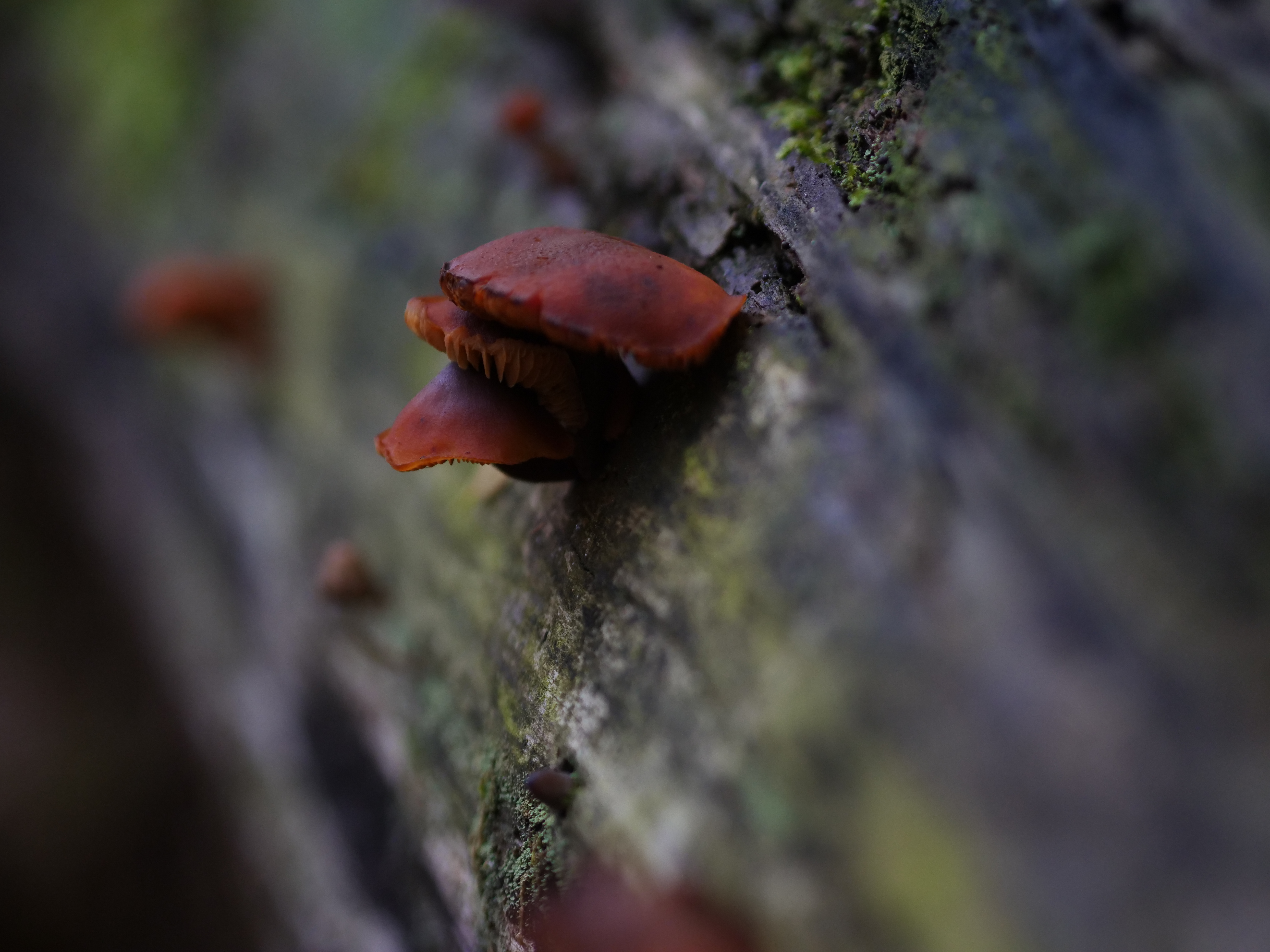 Mushrooms_on_Tree_Trunk