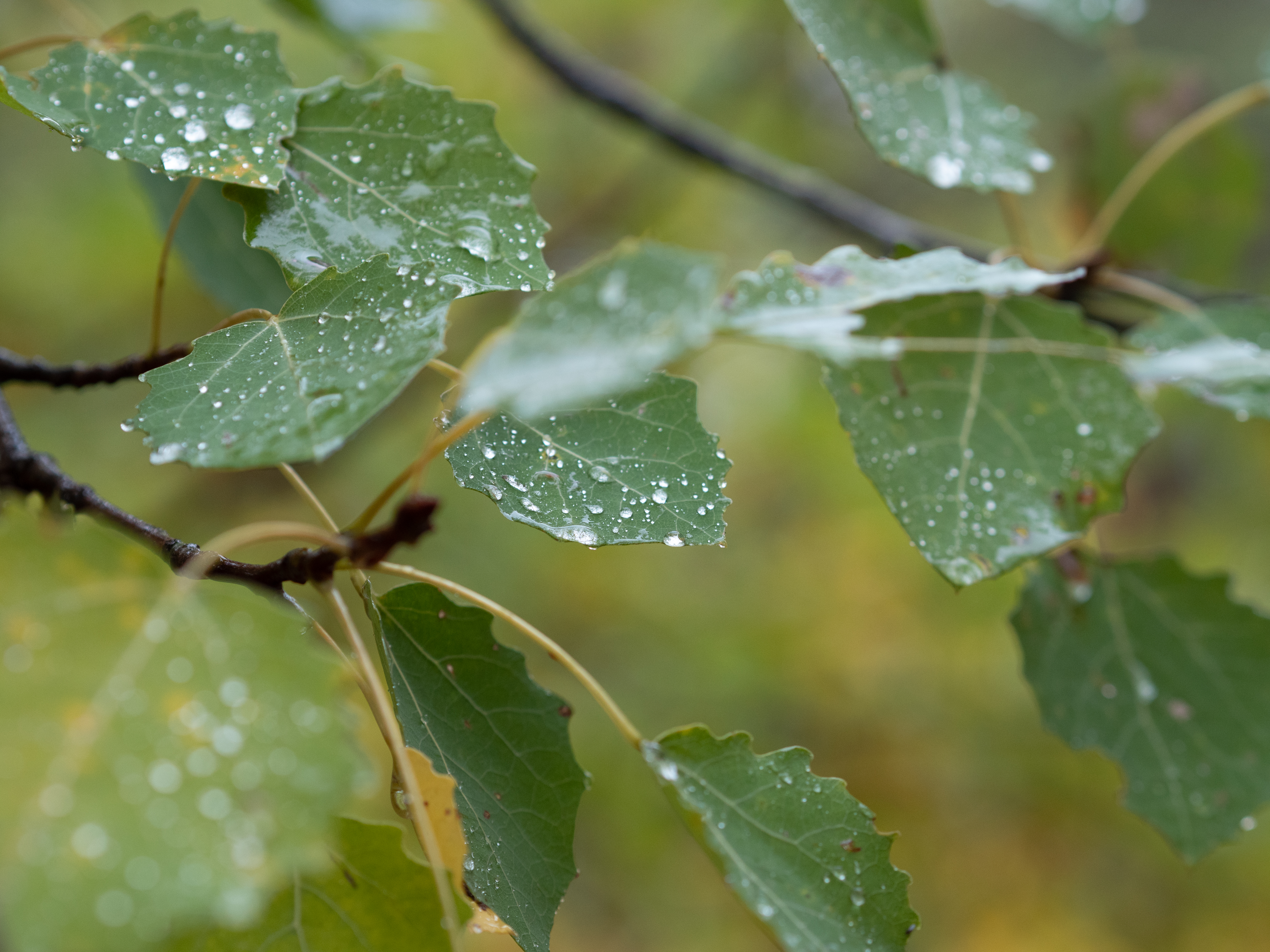 Raindrops_on_Green_Leaves